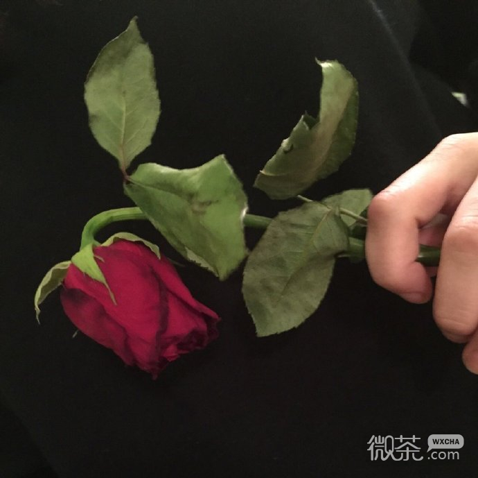 意境文艺花朵微信聊天背景图