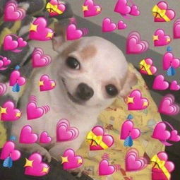 吉娃娃特写搞笑微信表情包