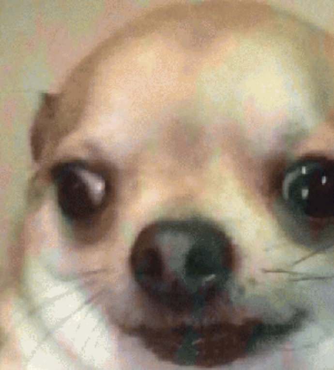 吉娃娃特写搞笑微信表情包