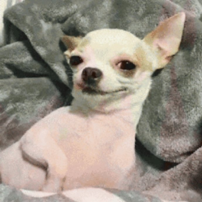 吉娃娃特写搞笑微信表情包