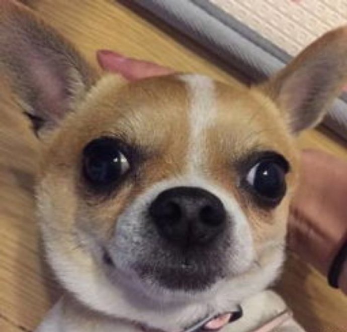 吉娃娃特写搞笑微信表情包