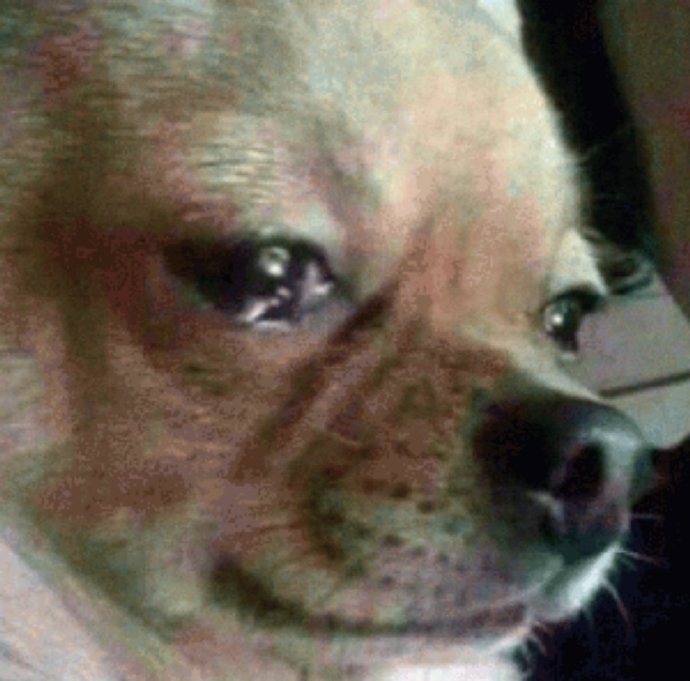 吉娃娃特写搞笑微信表情包