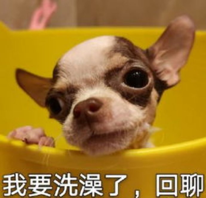 吉娃娃特写搞笑微信表情包