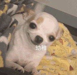 吉娃娃特写搞笑微信表情包