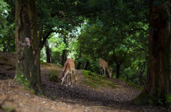 一鹿相伴微信素材图片