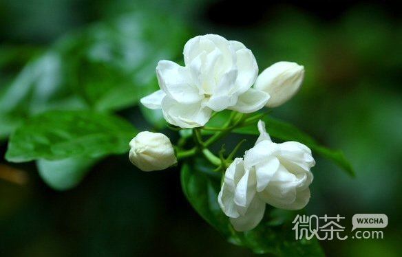 青葱好看的微信聊天背景图
