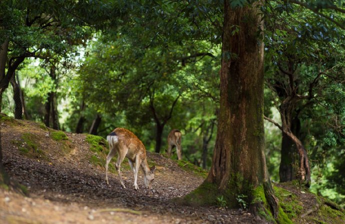一鹿相伴微信素材图片