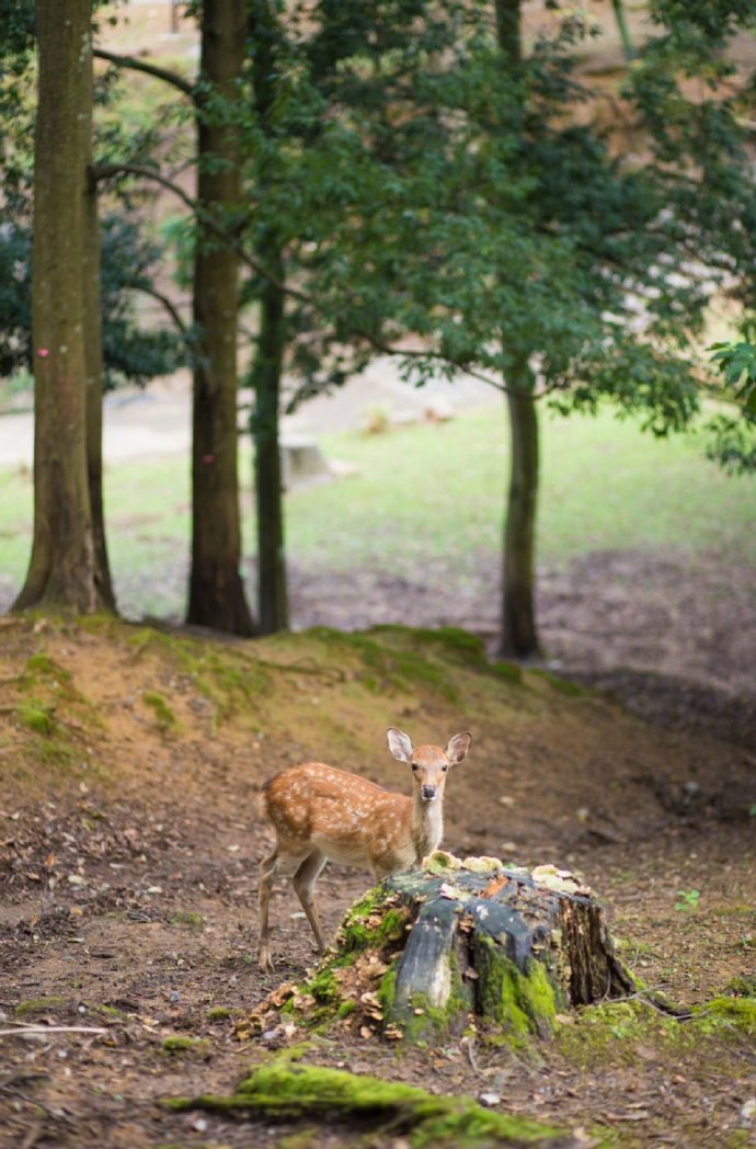 一鹿相伴微信素材图片