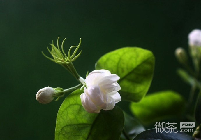 青葱好看的微信聊天背景图