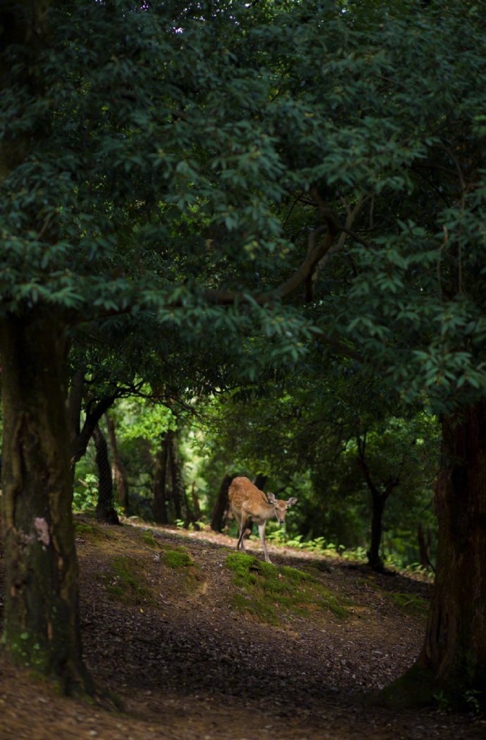 一鹿相伴微信素材图片