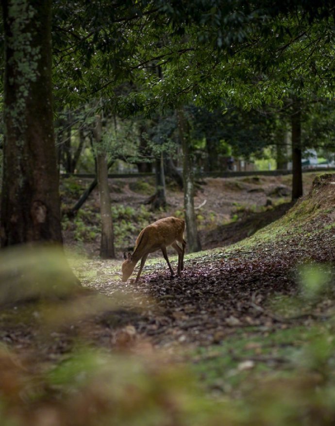 一鹿相伴微信素材图片