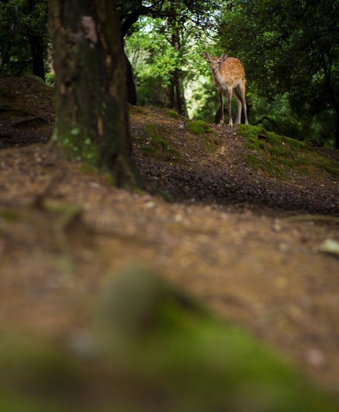 一鹿相伴微信素材图片