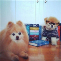 可爱萌萌的好看的宠物头像