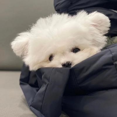 超可爱的萌宠头像