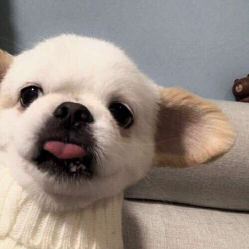 搞怪趣味微信头像