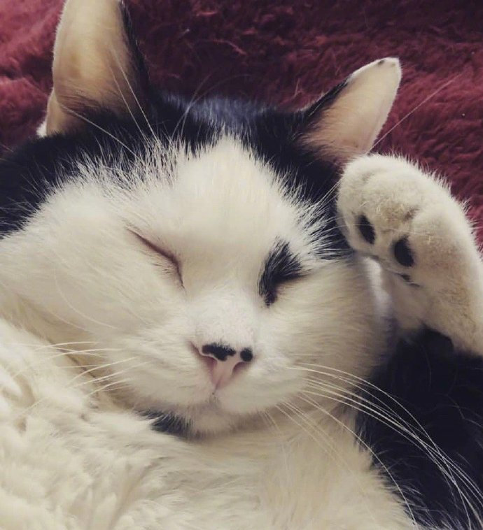 猫咪敬礼可爱微信表情包