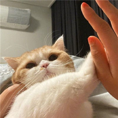 可爱又好看的小猫咪头像