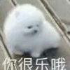 超乐的小白狗微信表情包