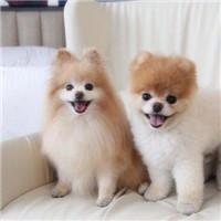 可爱萌萌的好看的宠物头像