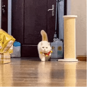 今日份萌宠可爱动态微信表情包