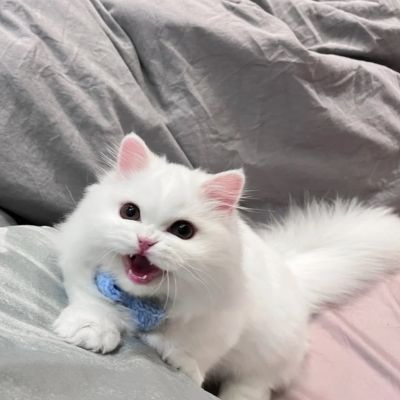 超萌超可爱又招财的猫咪头像