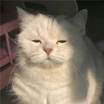 很耐看的微信头像