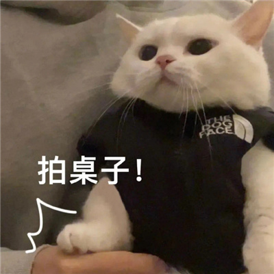 斗图专用的聊天表情