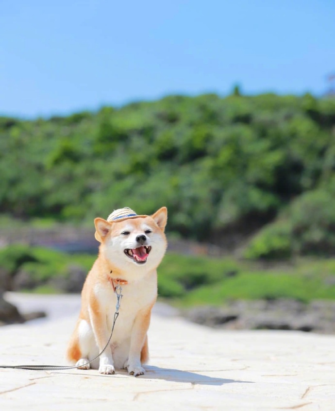 爱笑的可爱狗子微信头像