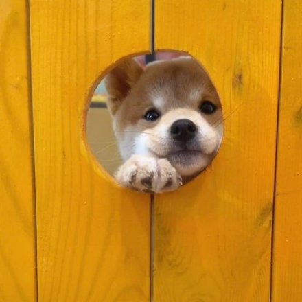 洞洞狗可爱微信头像