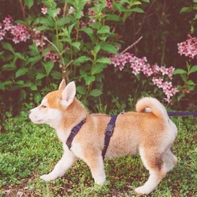 超级可爱的动物狗狗头像