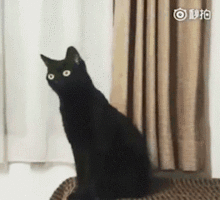 可爱喵星人动态微信表情包