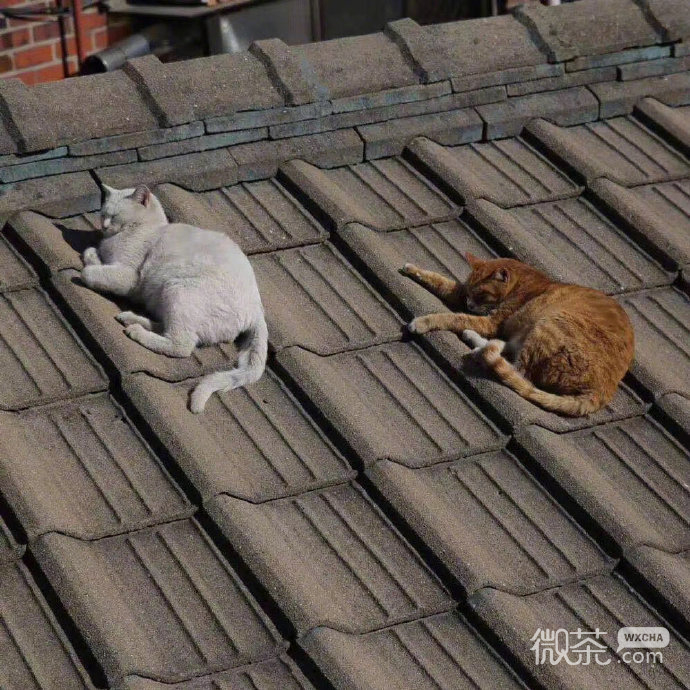 个性唯美的微信朋友圈背景图