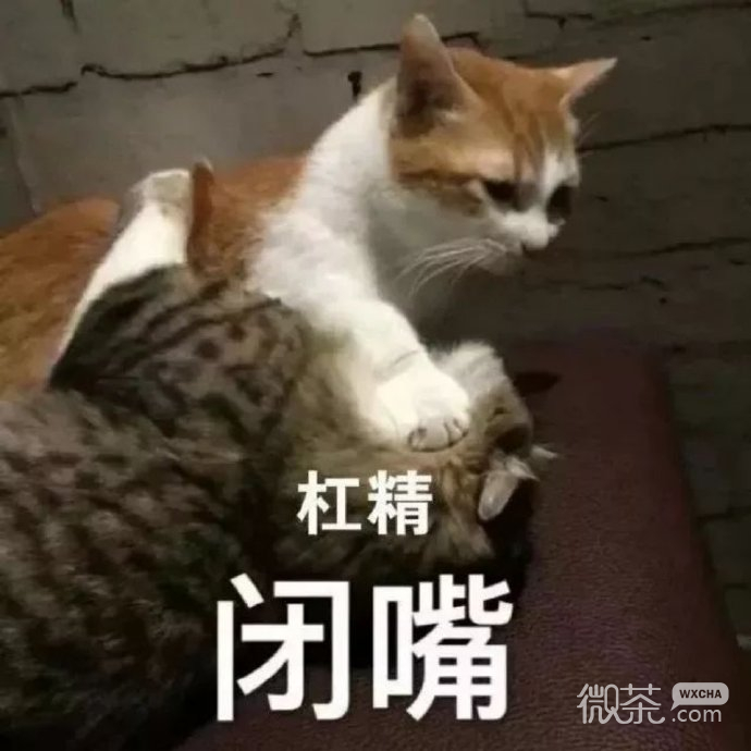 可爱小猫猫微信表情包