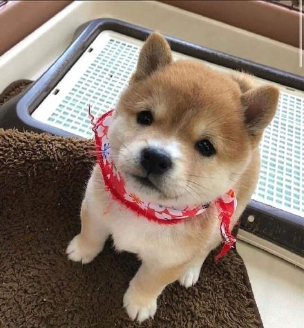 可爱的憨憨小柴犬微信头像