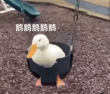 沙雕小动物动态微信表情包