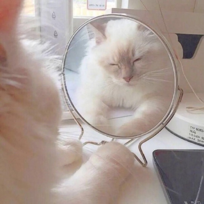 萌萌猫咪微信头像