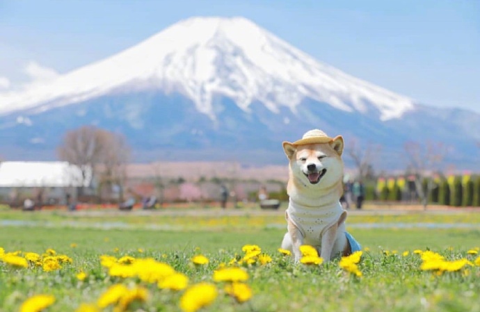 爱笑的可爱狗子微信头像