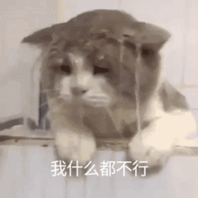 可爱猫猫萌萌的动态微信表情包