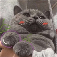 呆萌萌萌哒沙雕宠物情侣头像