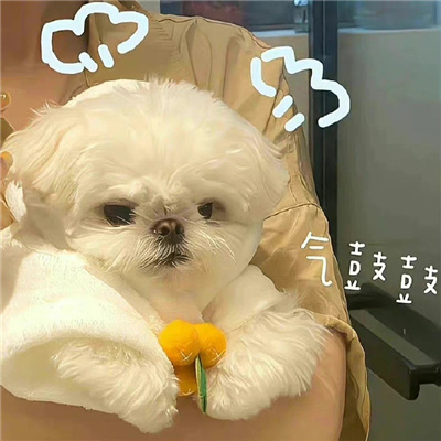 搞怪头像超级逗比