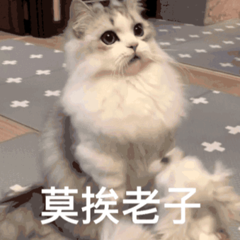 暴躁的可爱猫猫动态微信表情包