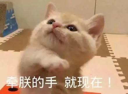 可爱的猫咪卖萌表情包
