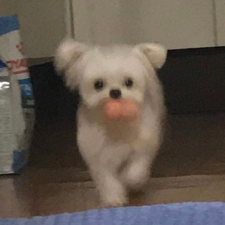 小狗叼着东西向你奔来可爱微信头像