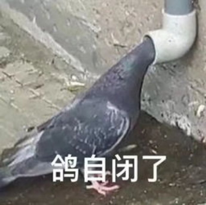 鸽子沙雕好玩微信表情包