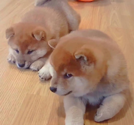 可爱的憨小柴微信头像