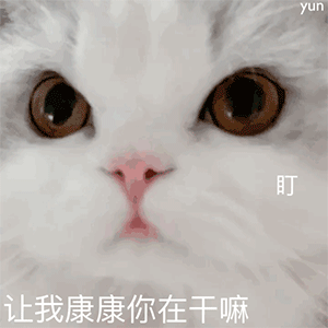 沙雕动态小猫猫微信表情包