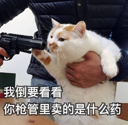 沙雕猫猫拿枪微信表情包