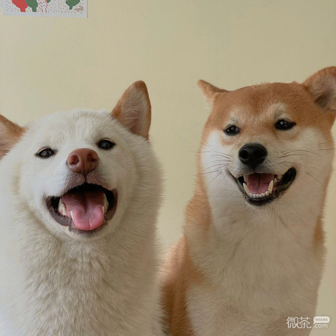 柴犬可爱微信头像