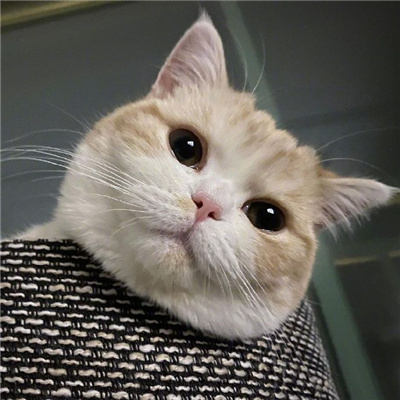 可爱又好看的小猫咪头像
