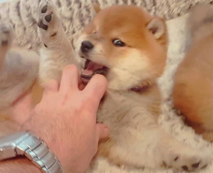 可爱的憨小柴微信头像